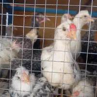 جوجه گلین پنگوئنی  ویاندوت سیلور ایام سمانی|حیوانات مزرعه|پاکدشت, پاکدشت (مامازند)|دیوار