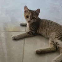 واگذاری رایگان سه تا گربه بازی گوش