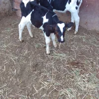 فروش گوساله