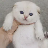 گربه سیلور اسکاتیش بریتیش نر