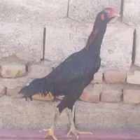 جوجه خروس لاری