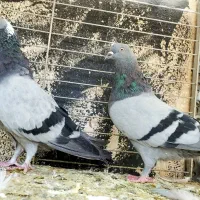 ده طوق سیاهی|پرنده|تهران, نیروی هوایی (پیروزی)|دیوار