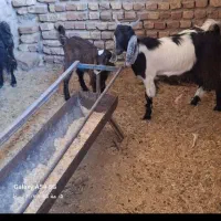 بز همراه با بزغاله