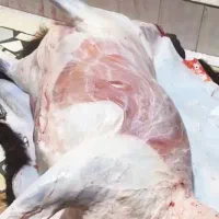 قصاب ماهر گوسفند در محل