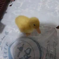 آورده زرنگ