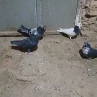 کبوتر کاشانی|پرنده|بروجن, |دیوار