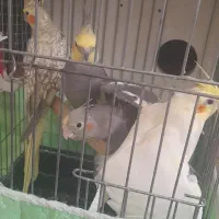 یک جفت عروس هلندی مولد واقعی با جوجه