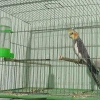 عروس هلندی نر بالغ|پرنده|کازرون, |دیوار