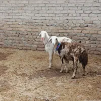 افشاری پلنگی|حیوانات مزرعه|دورود, |دیوار