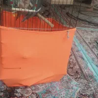 پرنده|پرنده|مریوان, |دیوار