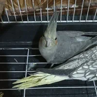 یک جفت عروس هلندی|پرنده|صباشهر, |دیوار