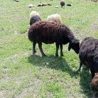 بره قوچ نر سیاه کیلویی 620