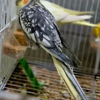 ۱عدد گلباقالی خوشکل نر بالغ دستی درشت و سالم|پرنده|خان ببین, |دیوار