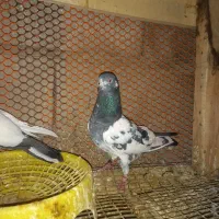 شیخی پاکستانی|پرنده|آبادان, |دیوار