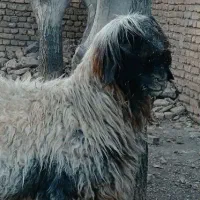 میش قوچ بره|حیوانات مزرعه|یاسوج, |دیوار