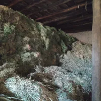 بیده آبی|لوازم جانبی حیوانات|اسفراین, |دیوار