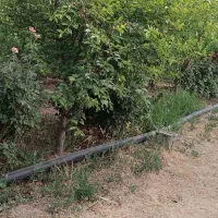 باغ باغچه/1000متر/شهر فاروق|فروش زمین و ملک کلنگی|شیراز, کوی فرهنگیان|دیوار