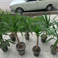 حراج گل های آپارتمانی