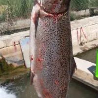 قزل آلا زنده ماهی سردابی|ماهی|تالش, هشتپر|دیوار