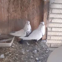 فروش یک جفت دمبی زیر و رو قفل به شرط تخم وجوجه