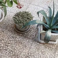 گل و گلدان های طبیعی|گل و گیاه طبیعی|رشت, معلم|دیوار