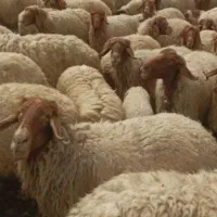 سرمایه شراکت