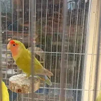 کوتوله برزیلی ماده