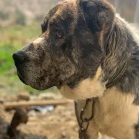 واگذاری سگ خراسانی