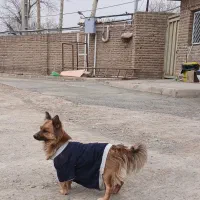 سگ  پا کوتا ژرمن اشتپیز معاوضه  با مرغ تخم‌گذار