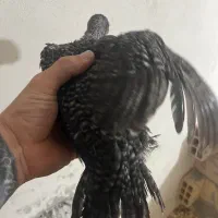 جوجه لاری هندی|حیوانات مزرعه|رشت, پل تالشان|دیوار