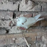 کفتر پرشی|پرنده|ری, شهادت|دیوار