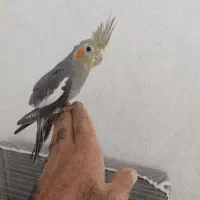 سینامون ماده