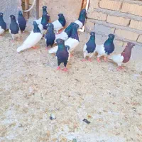 کله مهر مهر|پرنده|شیراز, ریاستی|دیوار