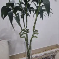 5شاخه گل بابمو مصنوعی