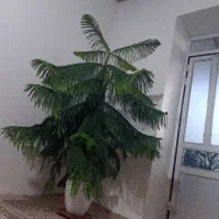 فروش گل لباس شویی 7کیلویی اسنوا تلویزیون سامسونگ