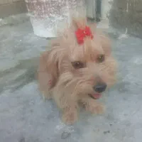 سگ پاکوتاه بامزه و با ادب