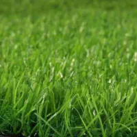 چمن مصنوعی آسیا|مصالح و تجهیزات ساختمان|مشهد, حجاب (شهرک غرب)|دیوار