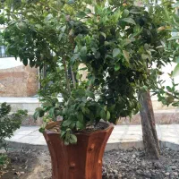 درختچه یاس هلندی|گل و گیاه طبیعی|شاهین‌شهر, مخابرات (شهید بهشتی)|دیوار