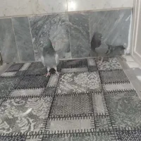 کفتر سبز دوخط|پرنده|قم, نیروگاه|دیوار