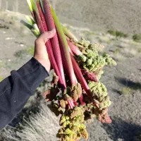 ریواس تازه و هنوز نیومده به بازار