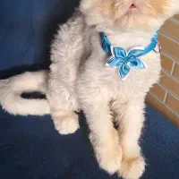 گربه پرشین سفید