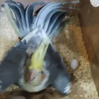 عروس هلندی گم شده