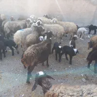 ۵۶راس میش کرد افشار|حیوانات مزرعه|آفتاب, |دیوار