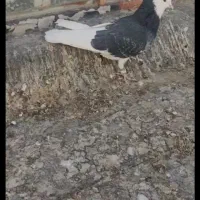 فروش کبوتر|پرنده|جهرم, |دیوار