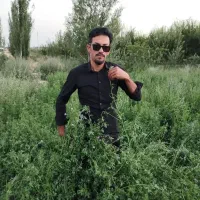 بذر یونجه اعلا با بازدهی نه تن به بالا در هکتار|خدمات باغبانی و درختکاری|کرمان, |دیوار