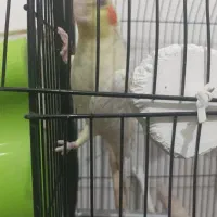 عروس هلندی لوتینو