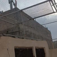 کفتر توری خون