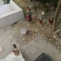 6عدده