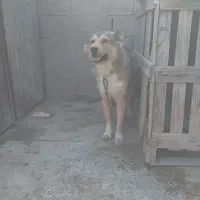 واگذاری سگ گله ای|سگ|بندر گناوه, |دیوار