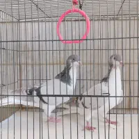 چن جفت پرنده ساده سینه